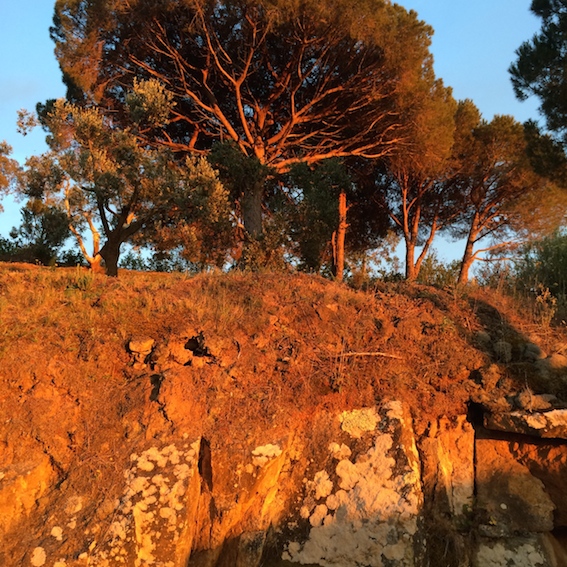 pine tree at sunset
